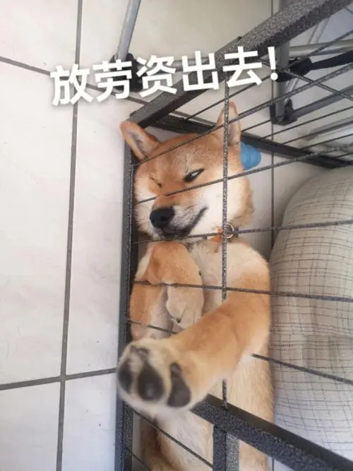 日记内容配图